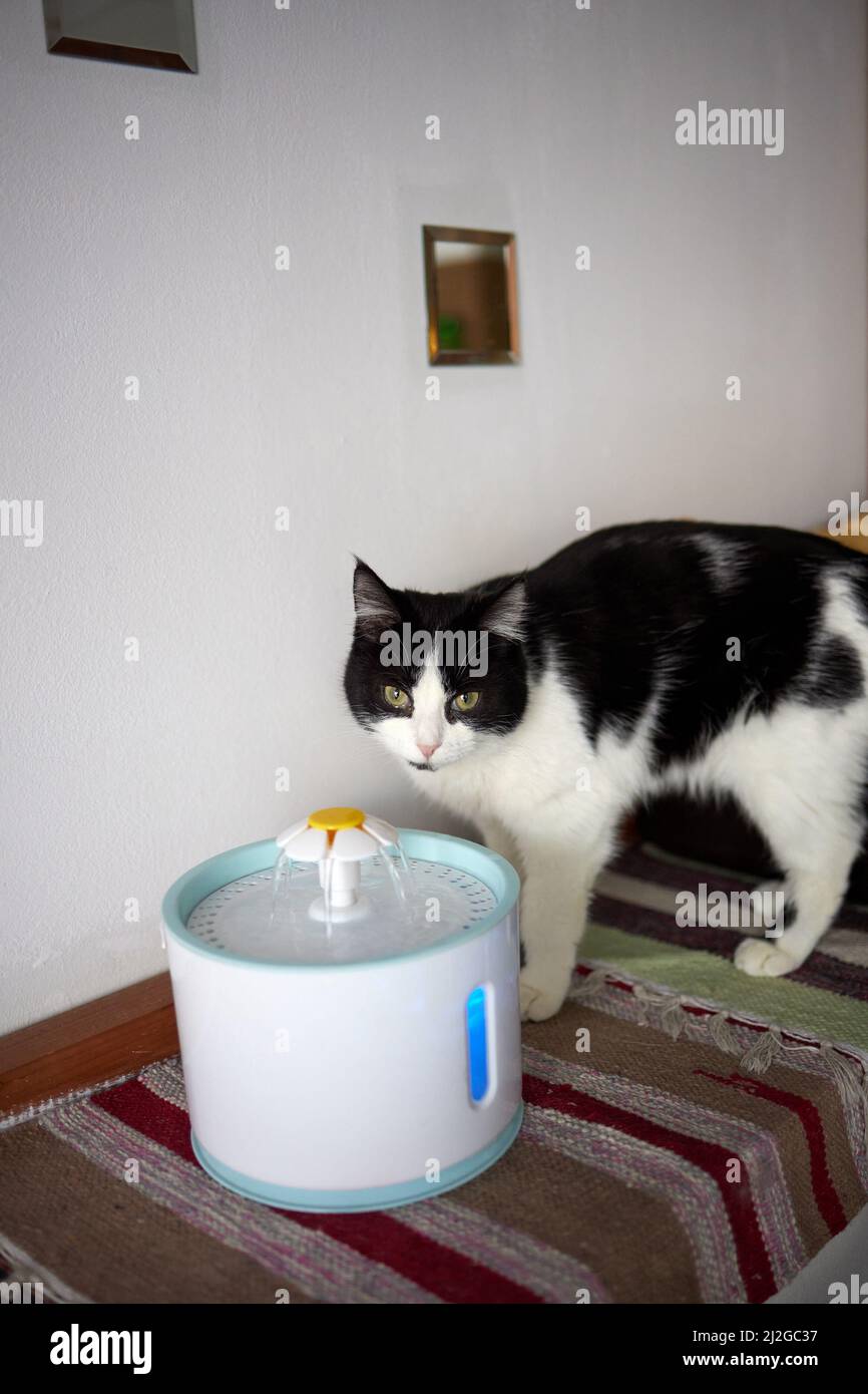 Pet water dispenser with automatic gravity refill Stock Photo Alamy