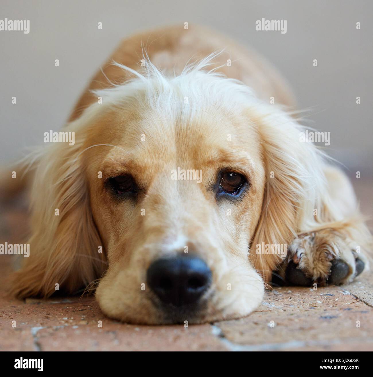 Authentic portrait shot cute little hi-res stock photography and images ...