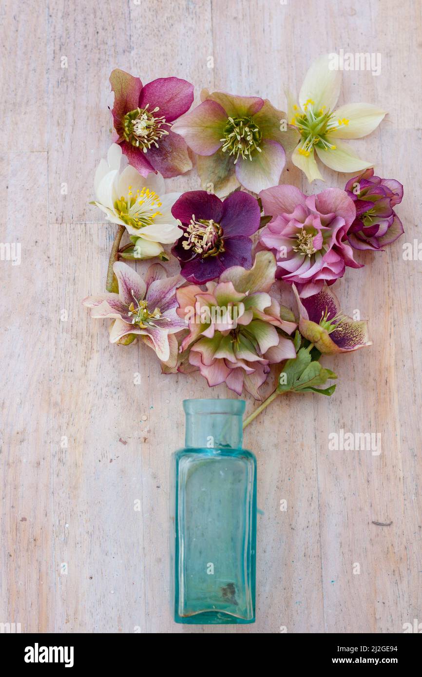 floral composition with blue vintage bottle, pink and white hellebore flowers on wooden table Stock Photo