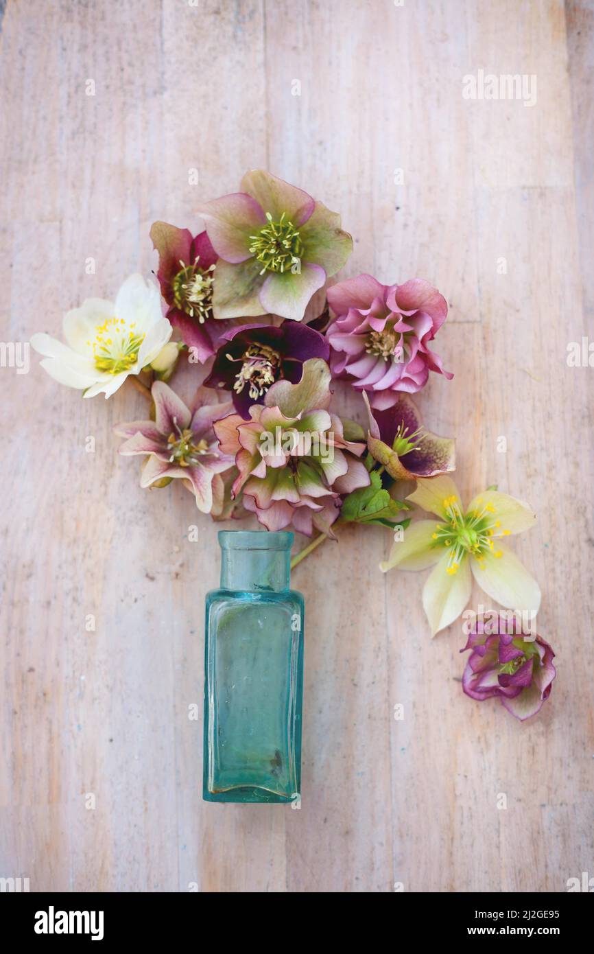 floral composition with blue vintage bottle, pink and white hellebore flowers on wooden table Stock Photo