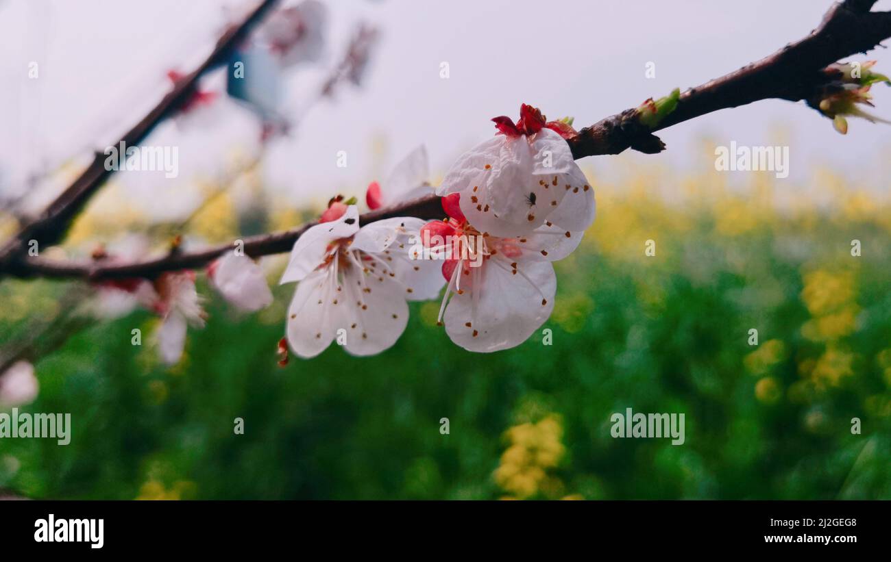 Shallow focus shot blossom white hi-res stock photography and images ...