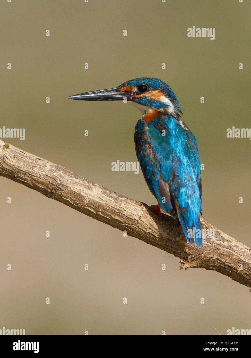 A Shallow focus Common kingfisher bird standing on a tree branch with a ...