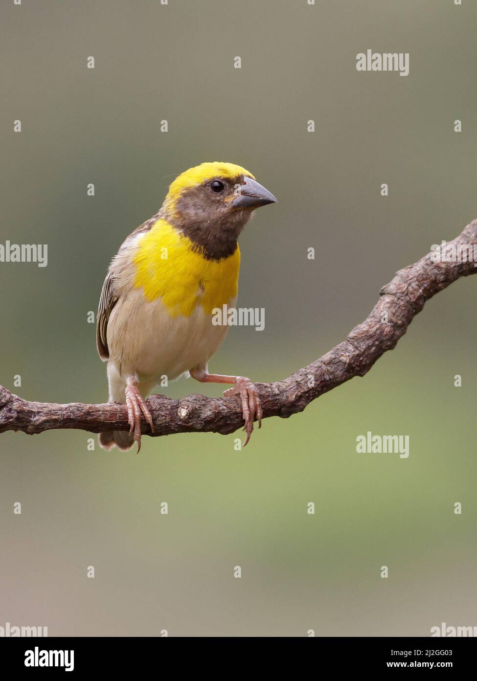 A Shallow focus Baya weaver bird standing on a tree branch with a