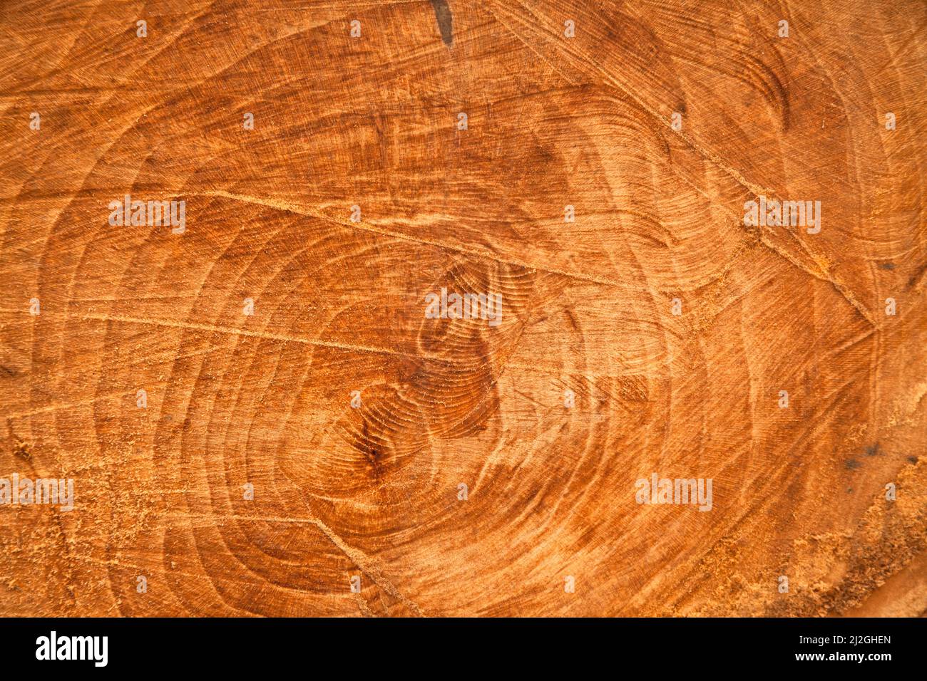Texture of oak wood cut with chainsaw, oak wood texture with saw marks