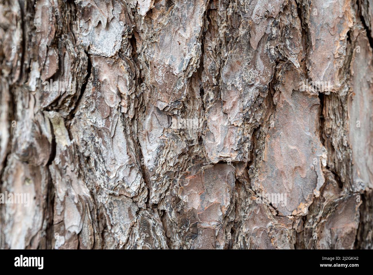 Oat Tree bark pattern backgrounds wallpaper Stock Photo