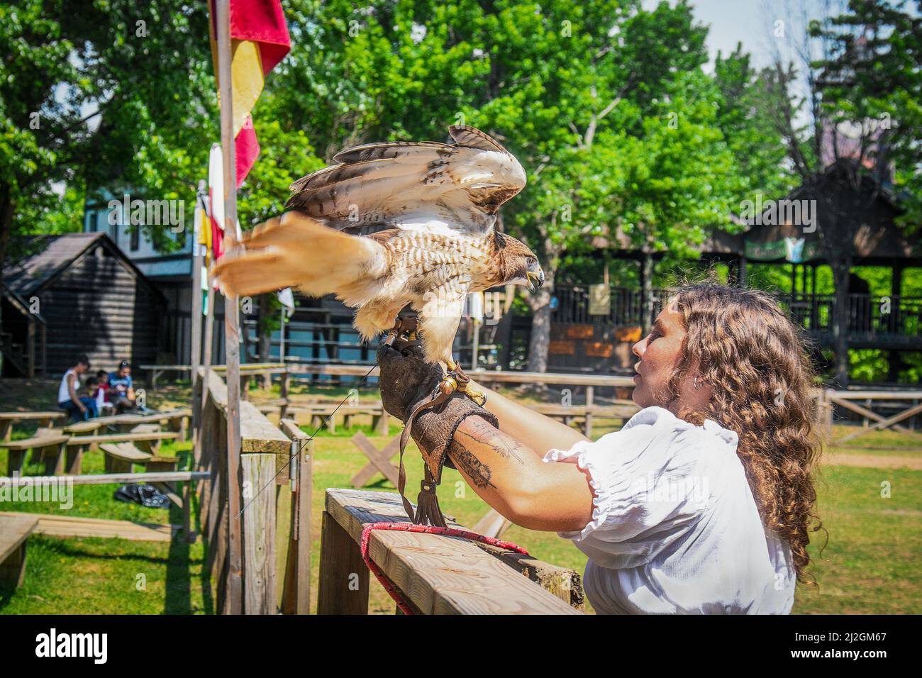 05-13-2018 Muskogee USA - Falconry - Pretty girl works with trained hawk in outdoor areana. Stock Photo