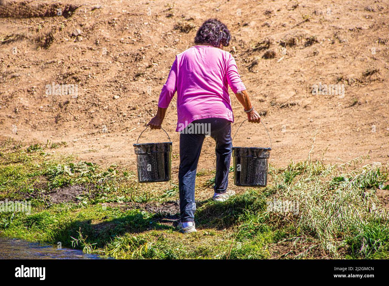 Native American woman in jeans and pink shirt carries water from stream up hill in makeshift plastic buckets at Taos Pueblo in New Mexico USA Stock Photo