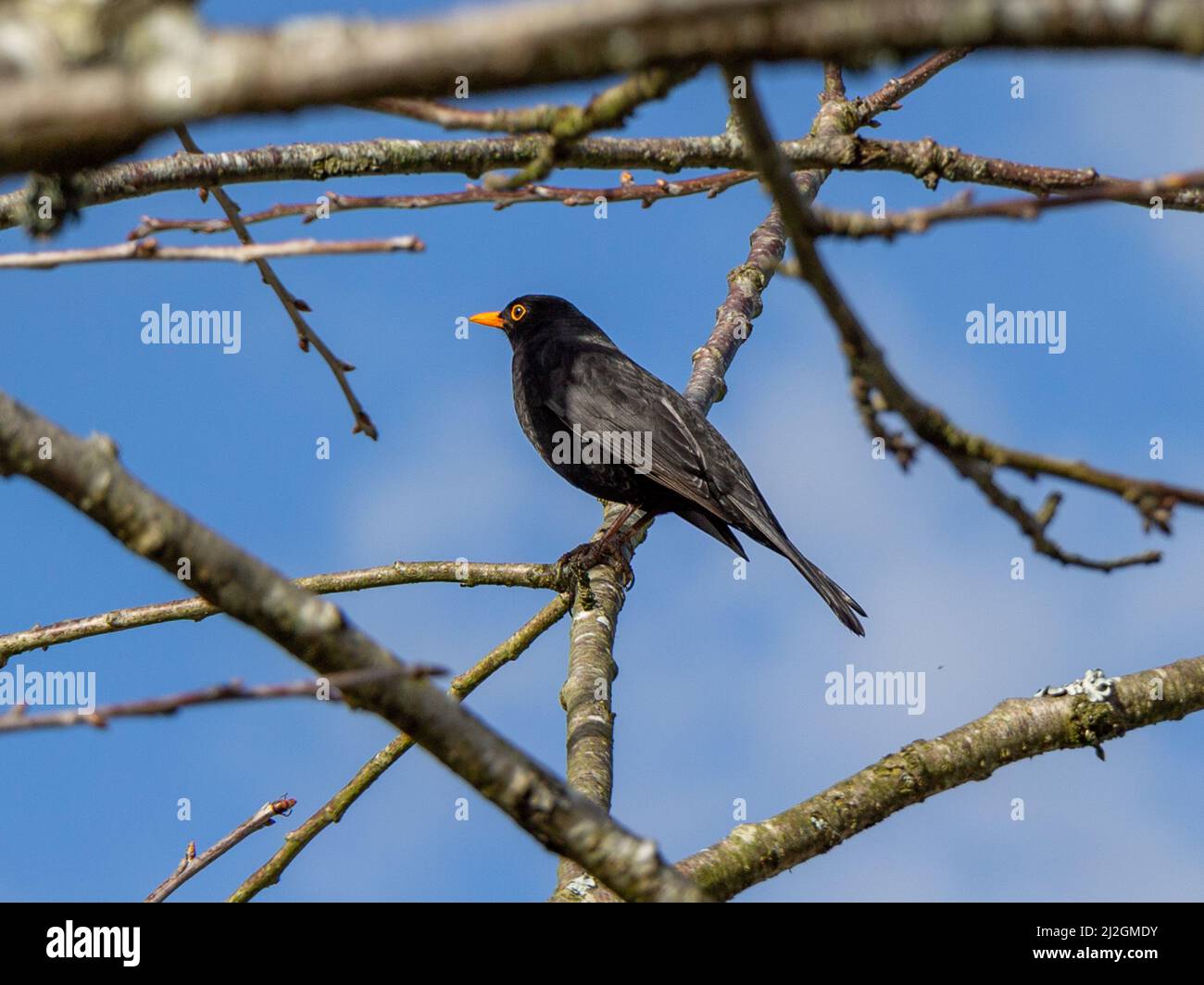 Male Blackbird Turdus merula scene through branches Stock Photo