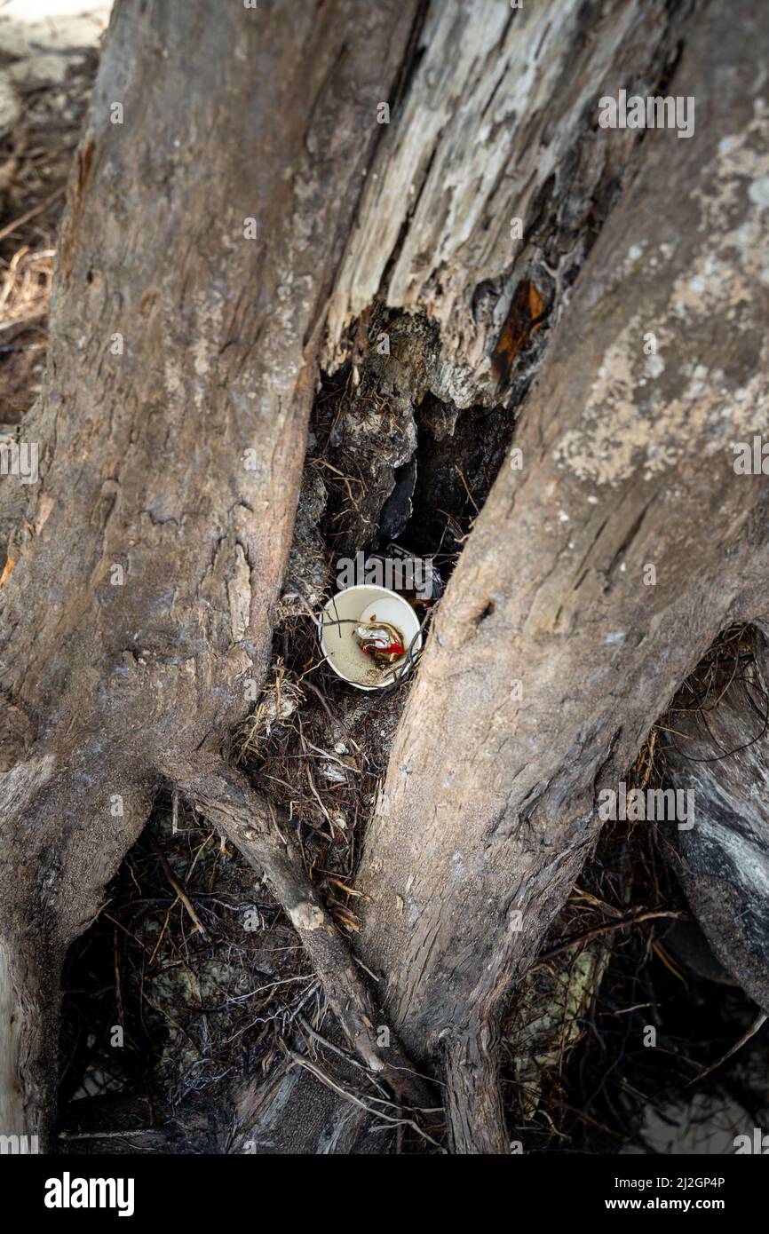 A vertical shot of plastic waste on the beach in the Dominican Republic Stock Photo Alamy