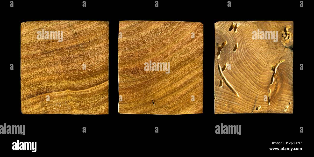 Wormy Texture Rocks Wood grain texture. Wormy hornbeam wood, can be used as background ...