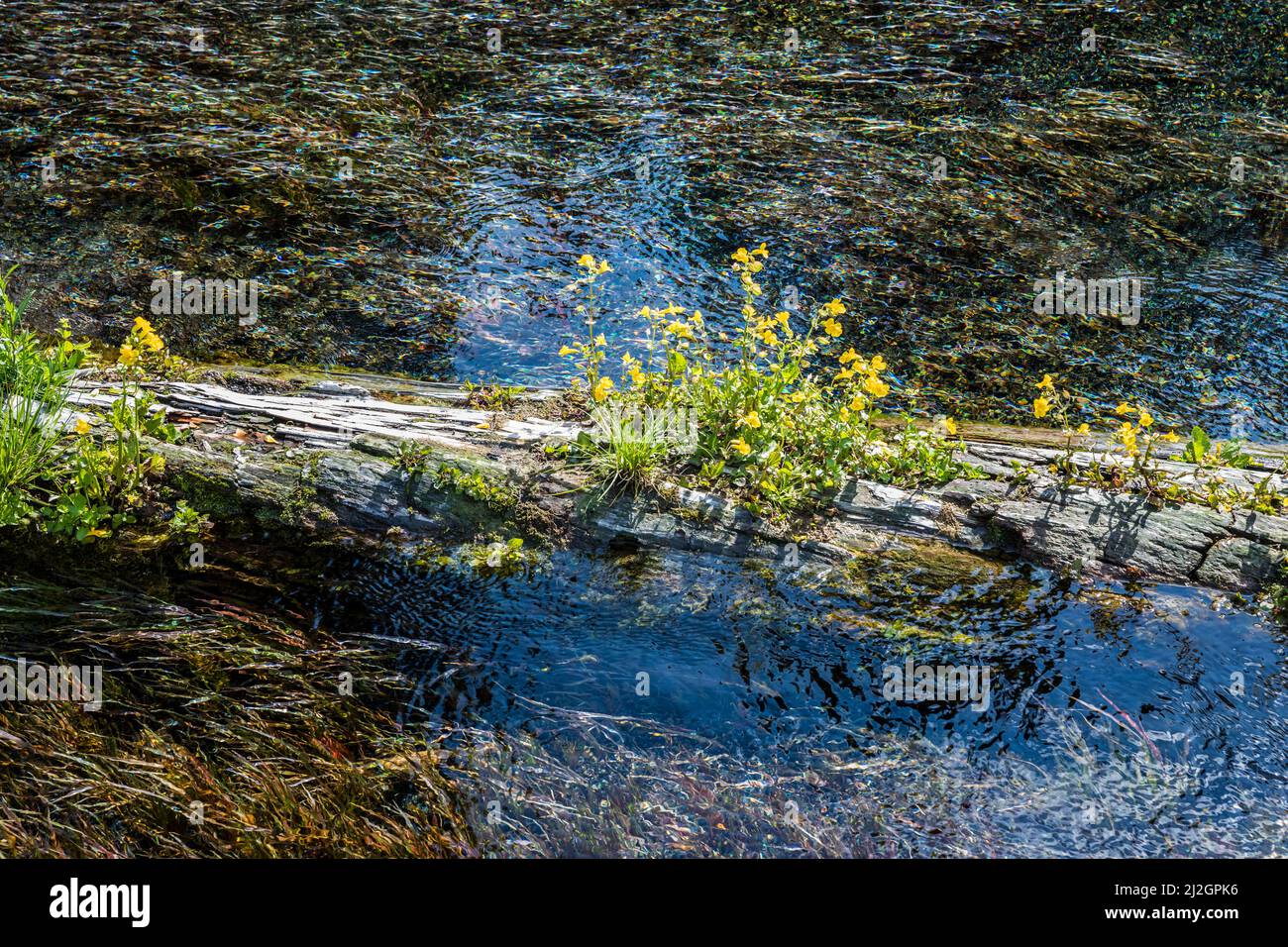 A log with yellow flowers on top in Big Spring at the headwaters of the Henry' Fork of the Snake river, Idaho. Stock Photo