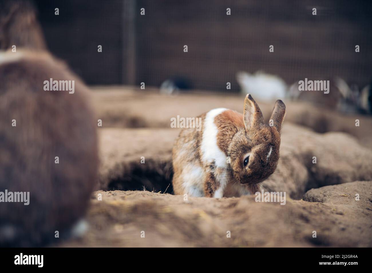 Adorable brown rabbit cleaning itself. Teenager brown bunny cleaning