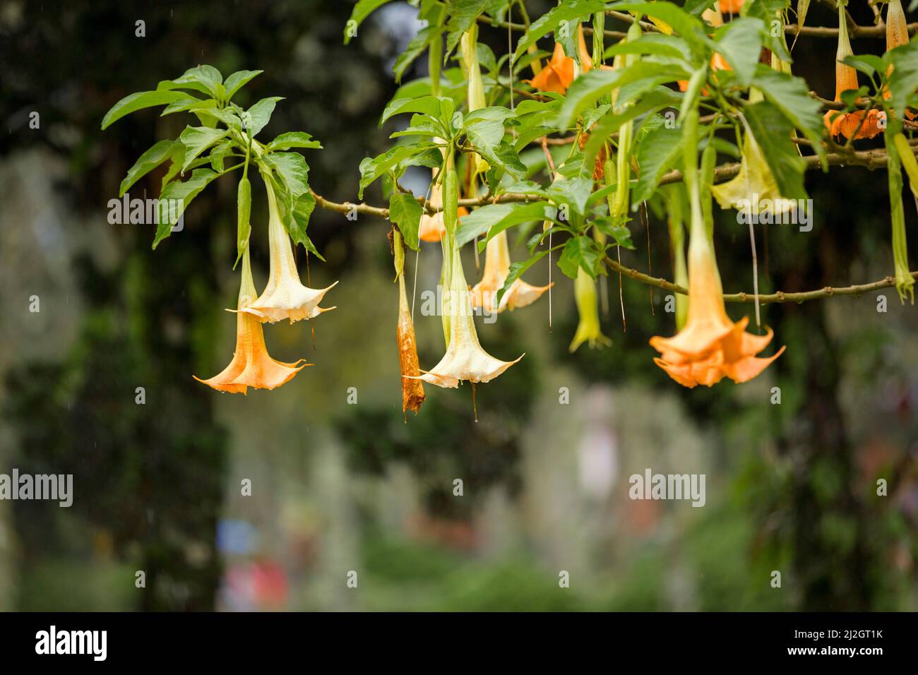 Datura (angel trumpet) flower Stock Photo