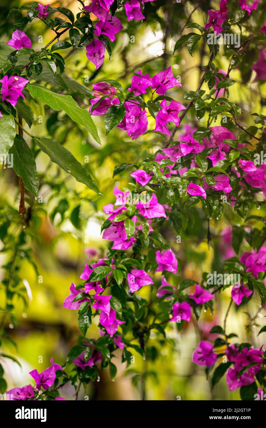 Hanging purple tropical flowers hi-res stock photography and images - Alamy