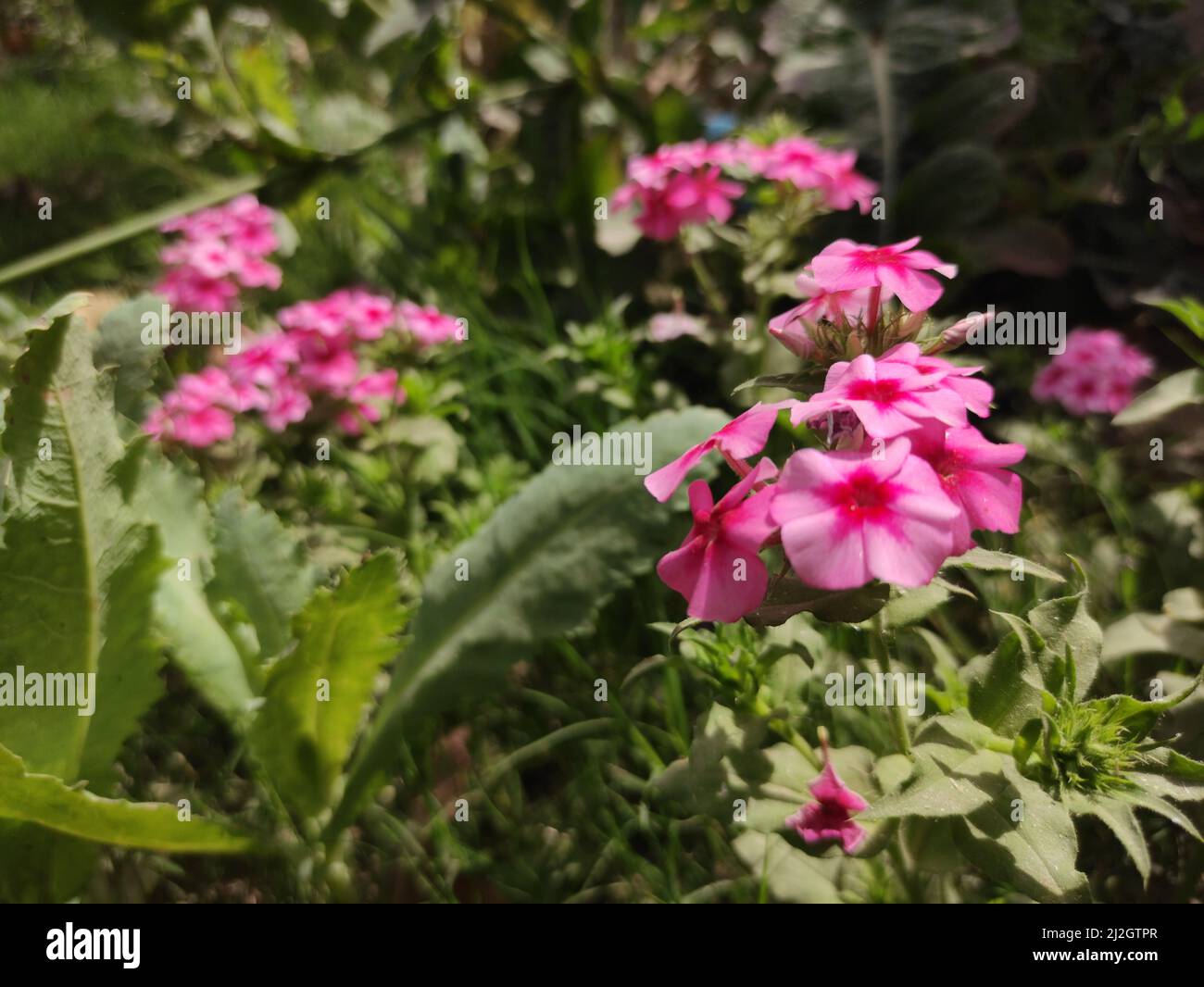 Beautiful pink phlox flowers under the sunlight in the garden Stock ...