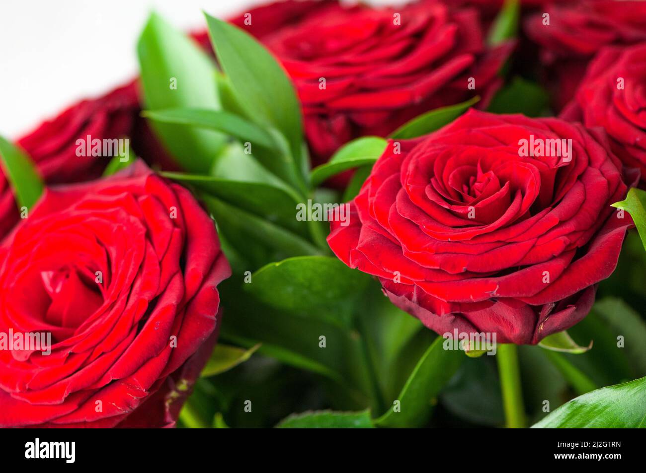 A closeup of beautiful red roses and green leaves in a bouquet Stock ...