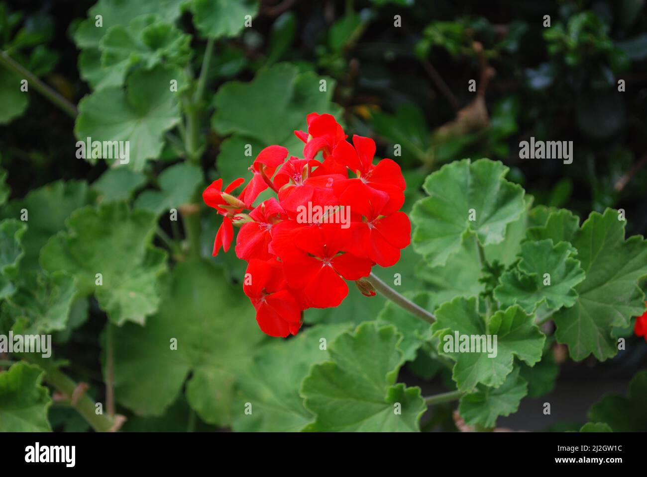 Pelargonium Flower Stock Photo