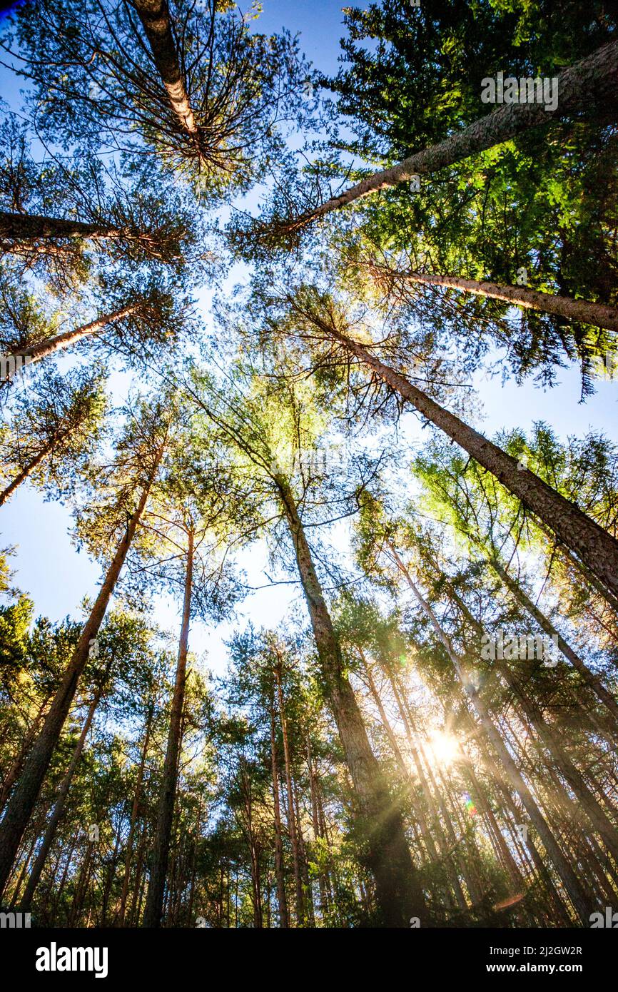 Backlight images hi-res stock photography and images - Alamy
