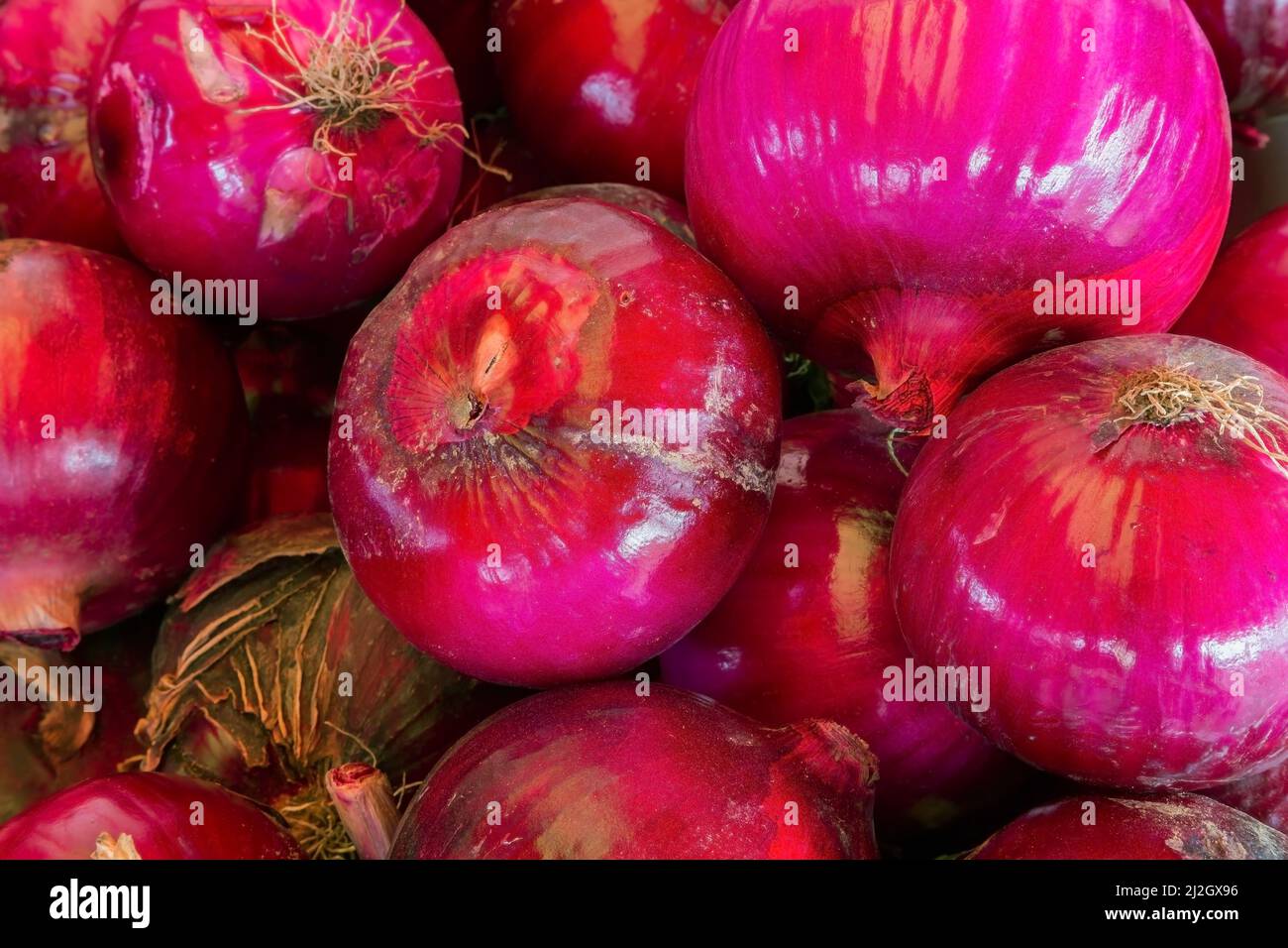 Allium cepa - Red Onions. Stock Photo