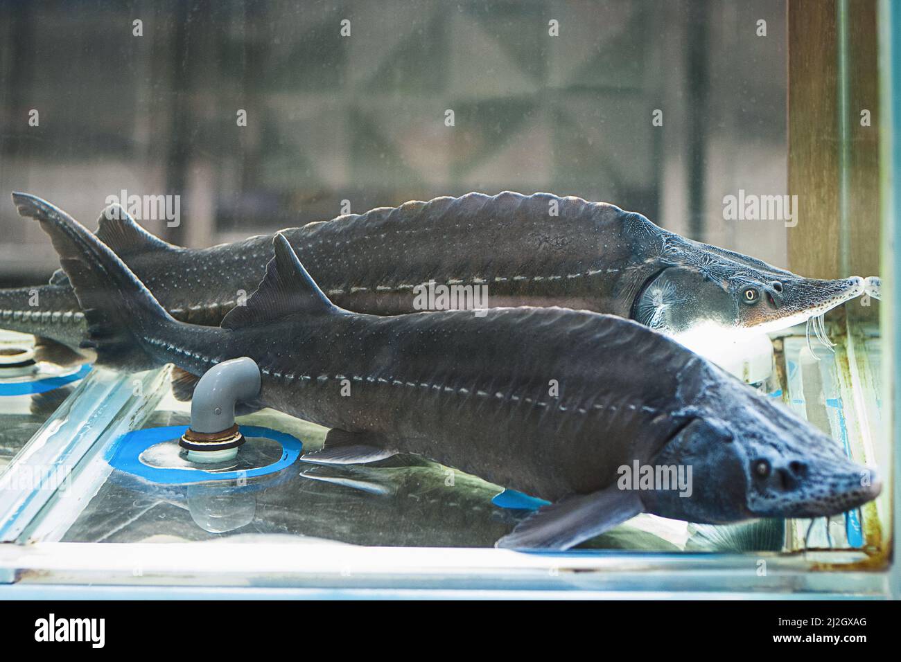 Siberian sturgeons for sale in fish store, live fish in supermarket Stock Photo