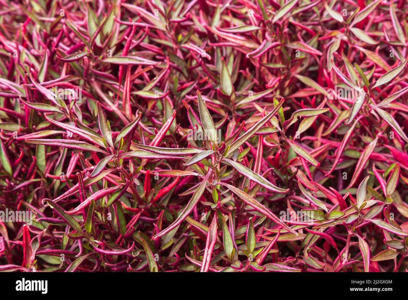 Alternanthera ficoidea 'Red Threads' - Joseph's Coat growing inside commercial nursery. Stock Photo