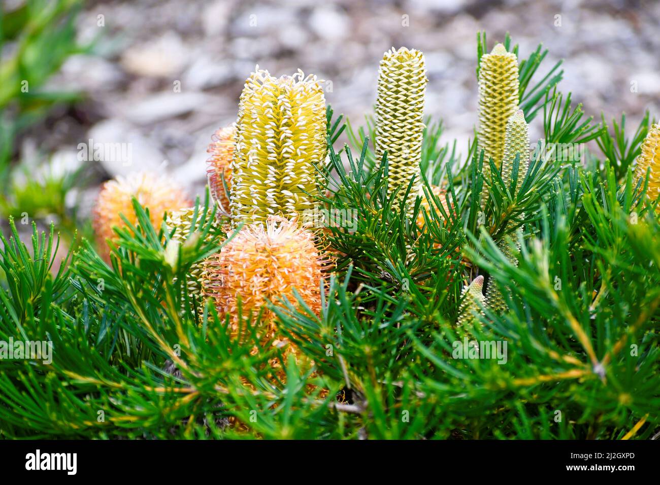 A beautiful display of Australian Native flowers in the garden Stock Photo Alamy
