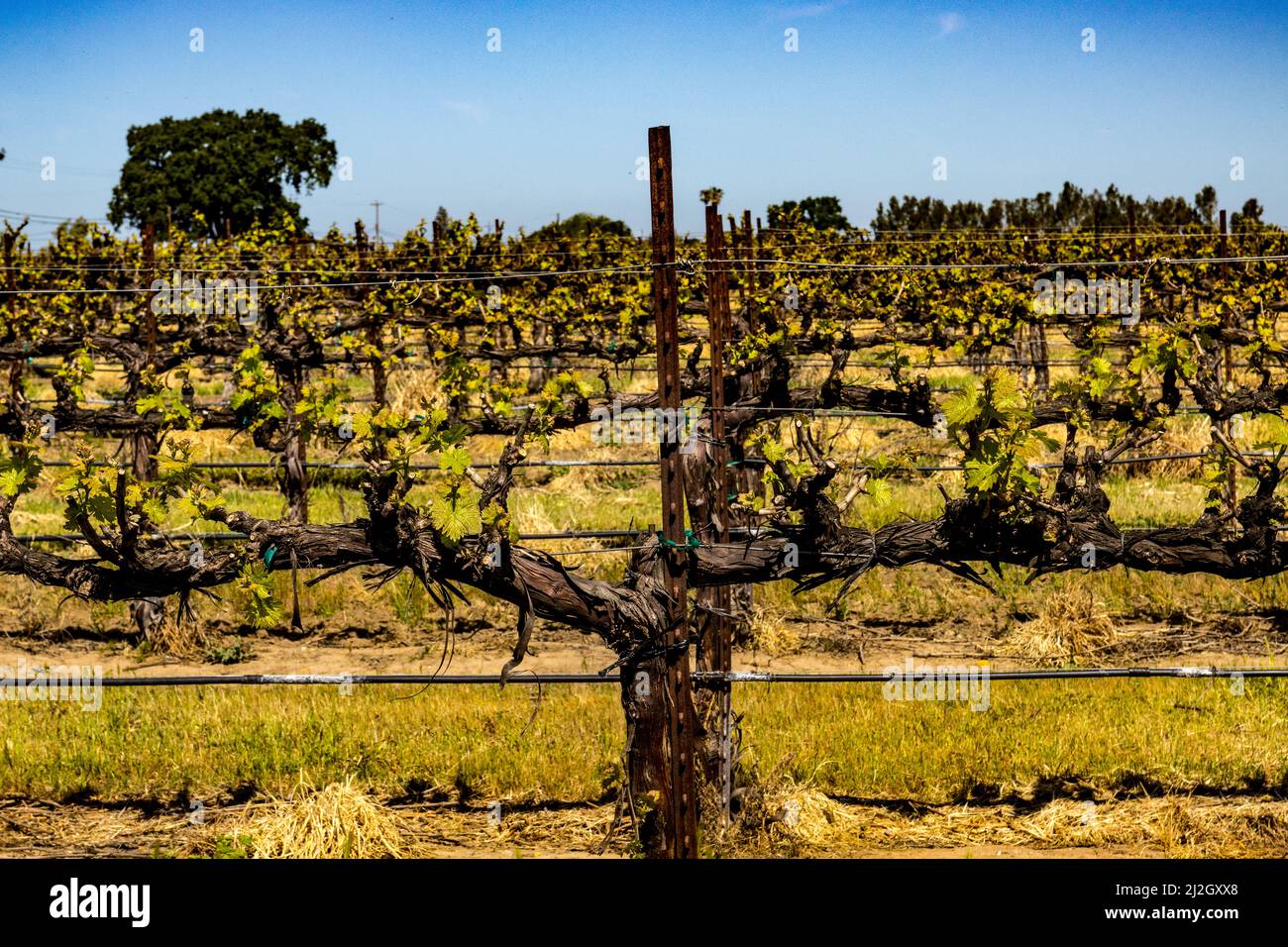 Old grape vine in Lodi California USA Stock Photo