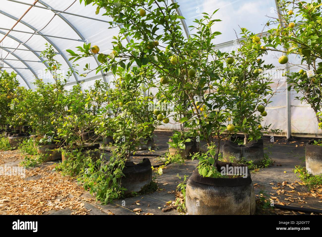 Citrus aurantiifolia - Lime fruit trees growing inside commercial greenhouse, Quebec, Canada Stock Photo