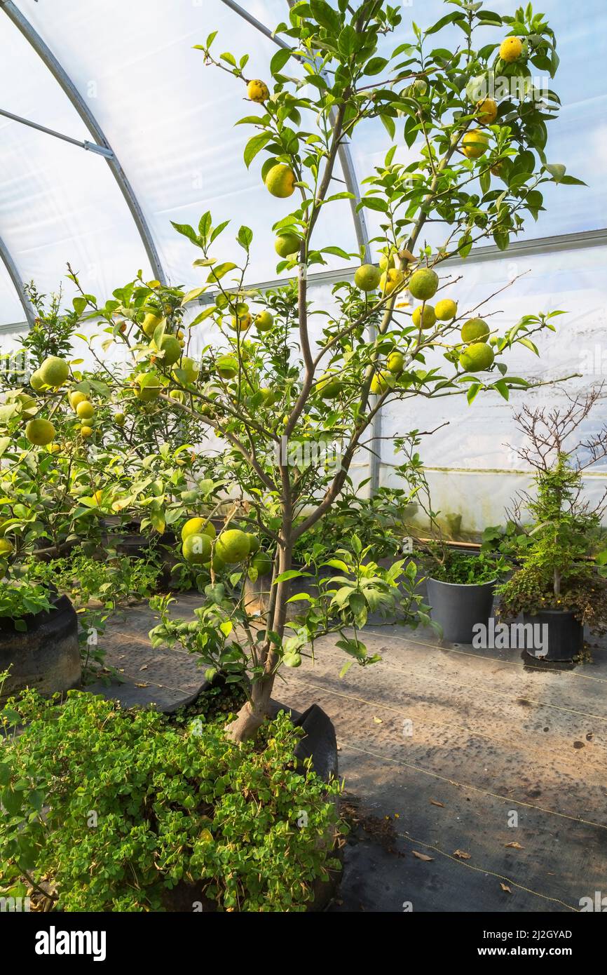 Citrus aurantiifolia - Lime fruit trees growing inside commercial greenhouse, Quebec, Canada Stock Photo