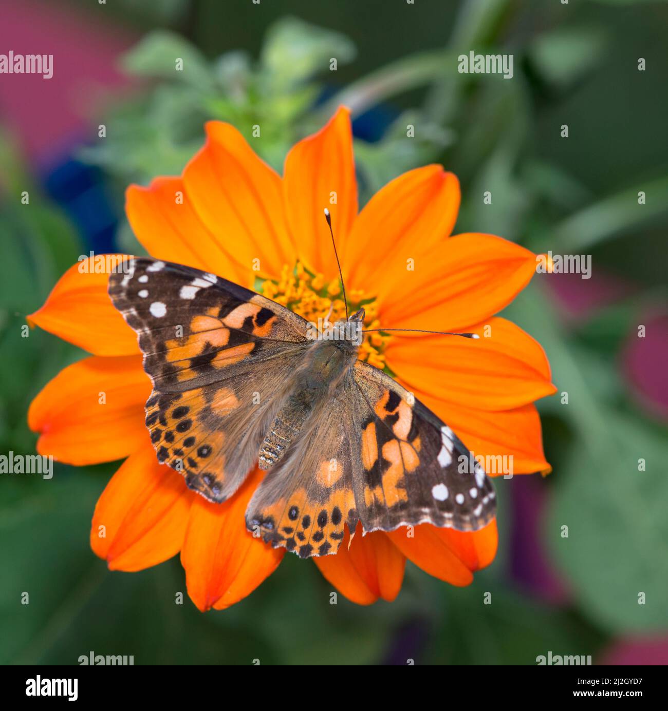A painted lady butterfly (vanessa cardui) feeding on a bright orange tithonia sunflower, with wings spread open - top view Stock Photo