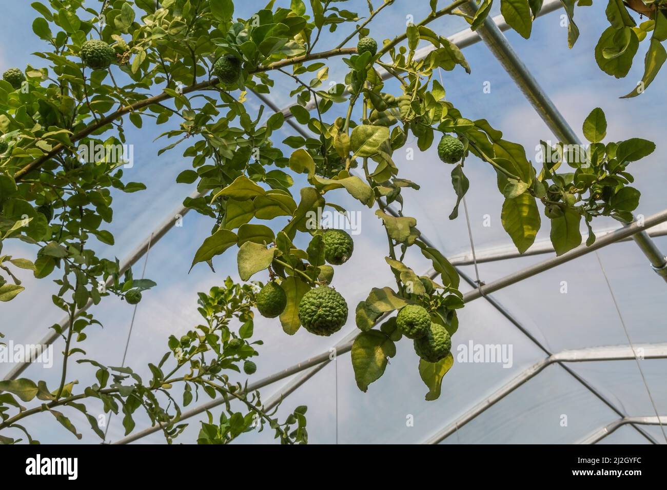 Citrus hystrix Kaffir Lime fruit growing inside commercial greenhouse