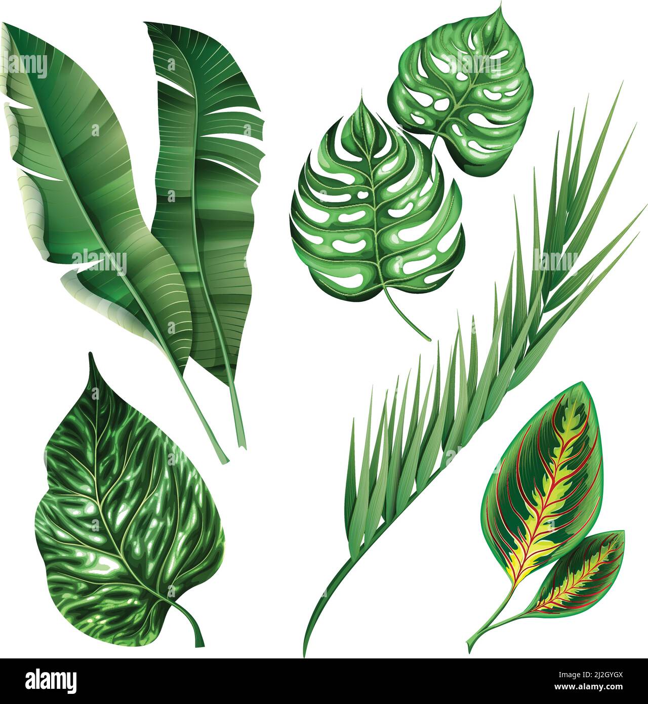 Realistic tropical botanical foliage plants set of green banana palm ...