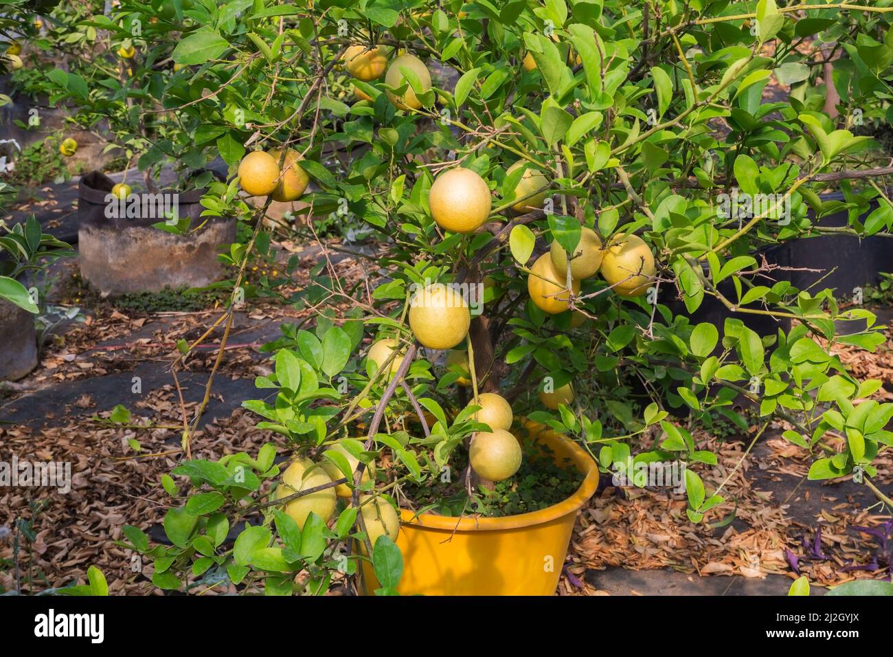 Citrus limon Lemon fruit tree growing inside commercial greenhouse