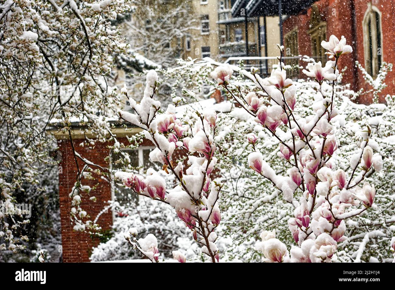 Magnolia liliiflora Betty Purpur Magnolie Winterhart in Winterliche