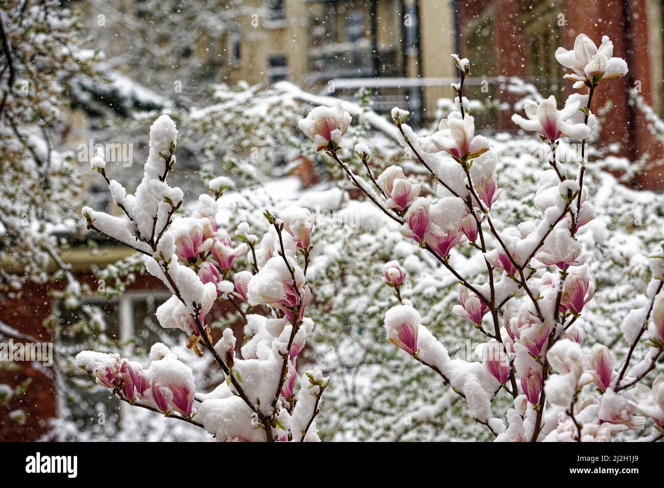 Magnolia liliiflora Betty Purpur Magnolie Winterhart in Winterliche
