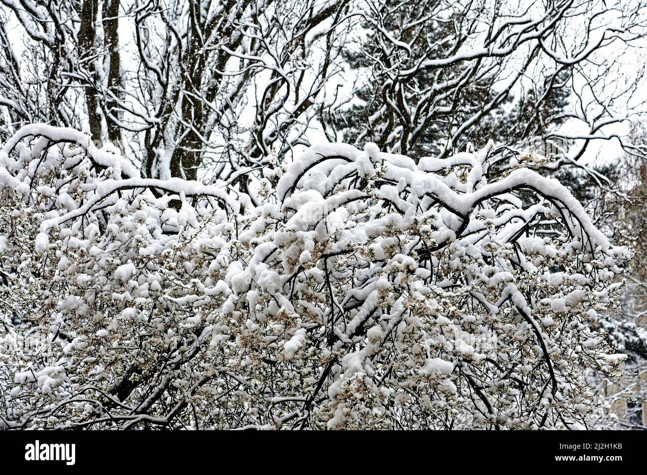 Magnolia liliiflora Betty Purpur Magnolie Winterhart in Winterliche