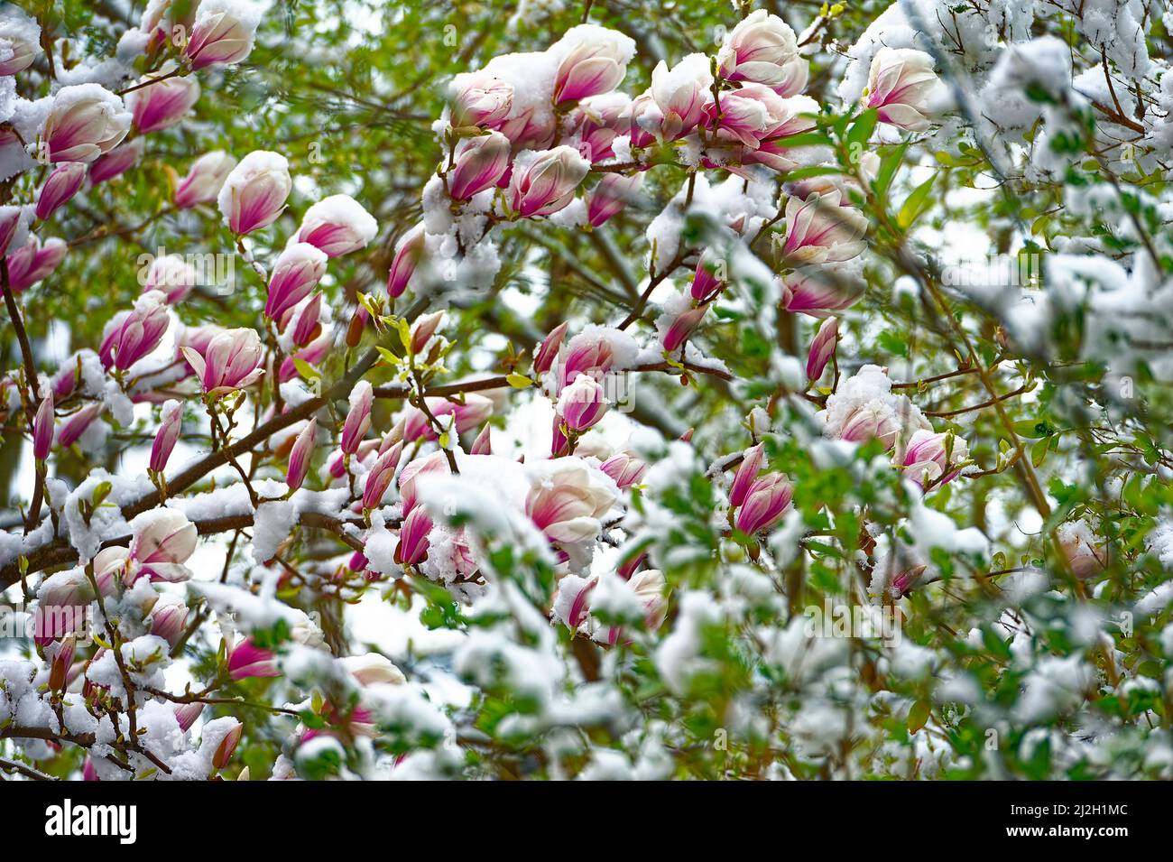 Best HD Pictures about  Magnolie Immergrn Winterhart  with No AI Images