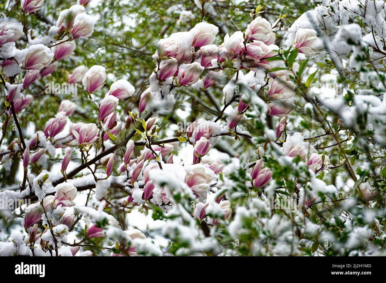 Magnolia liliiflora Betty Purpur Magnolie Winterhart in Winterliche