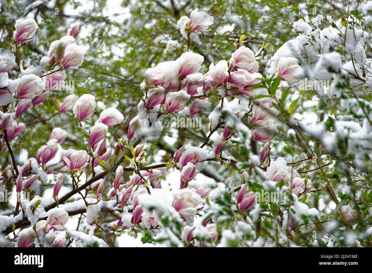Best HD Pictures about  Magnolie Immergrn Winterhart  with No AI Images