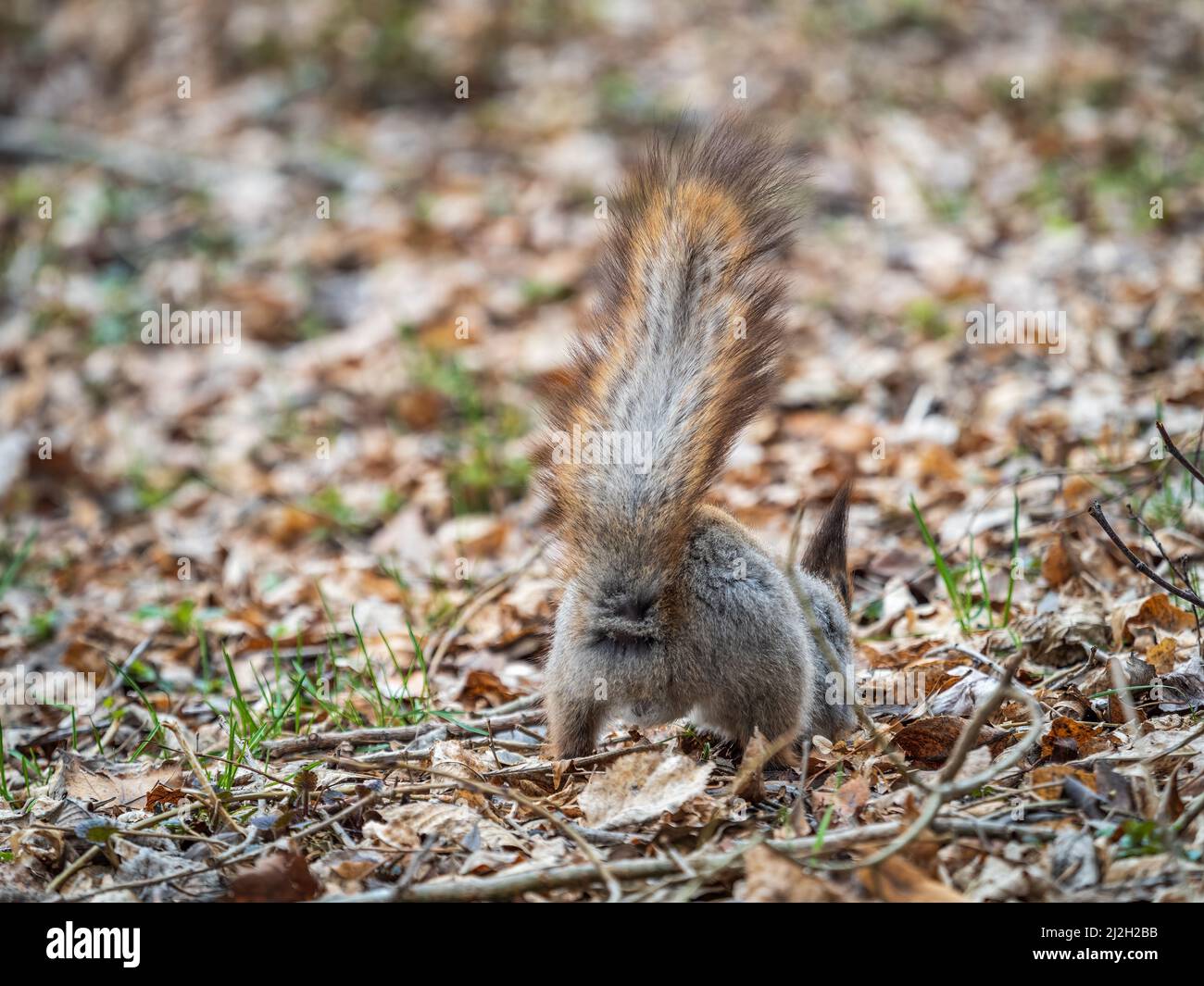 Sciurus vulgaris hides nuts hires stock photography and images Alamy