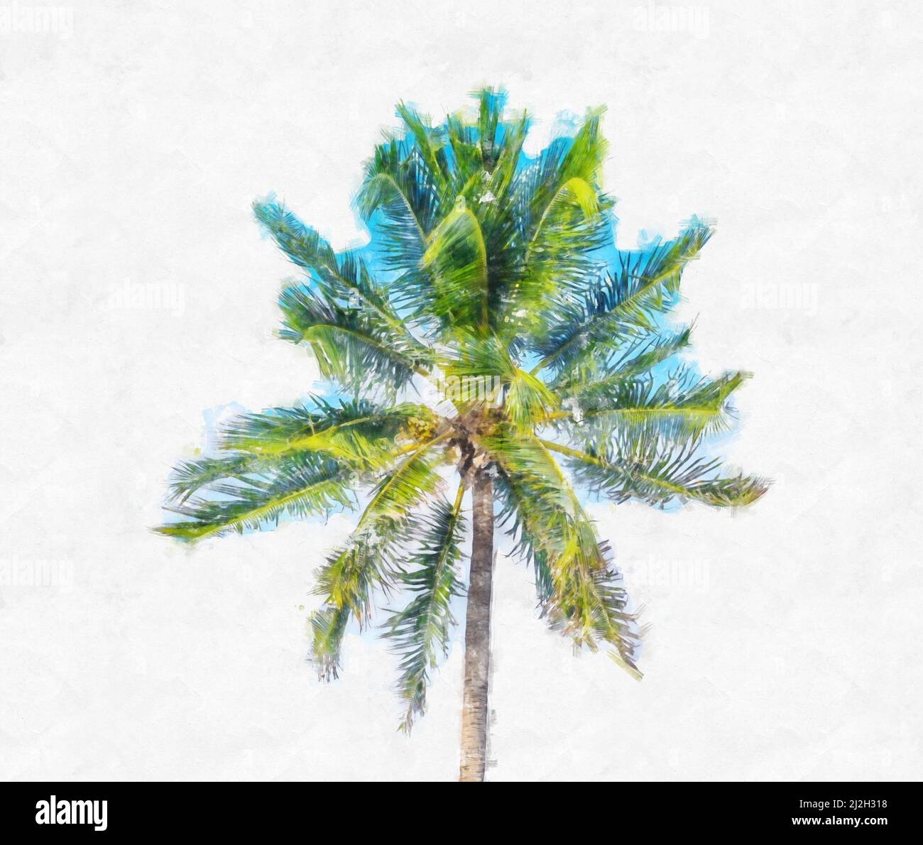 Watercolor painting illustration of Palm tree on white background Stock