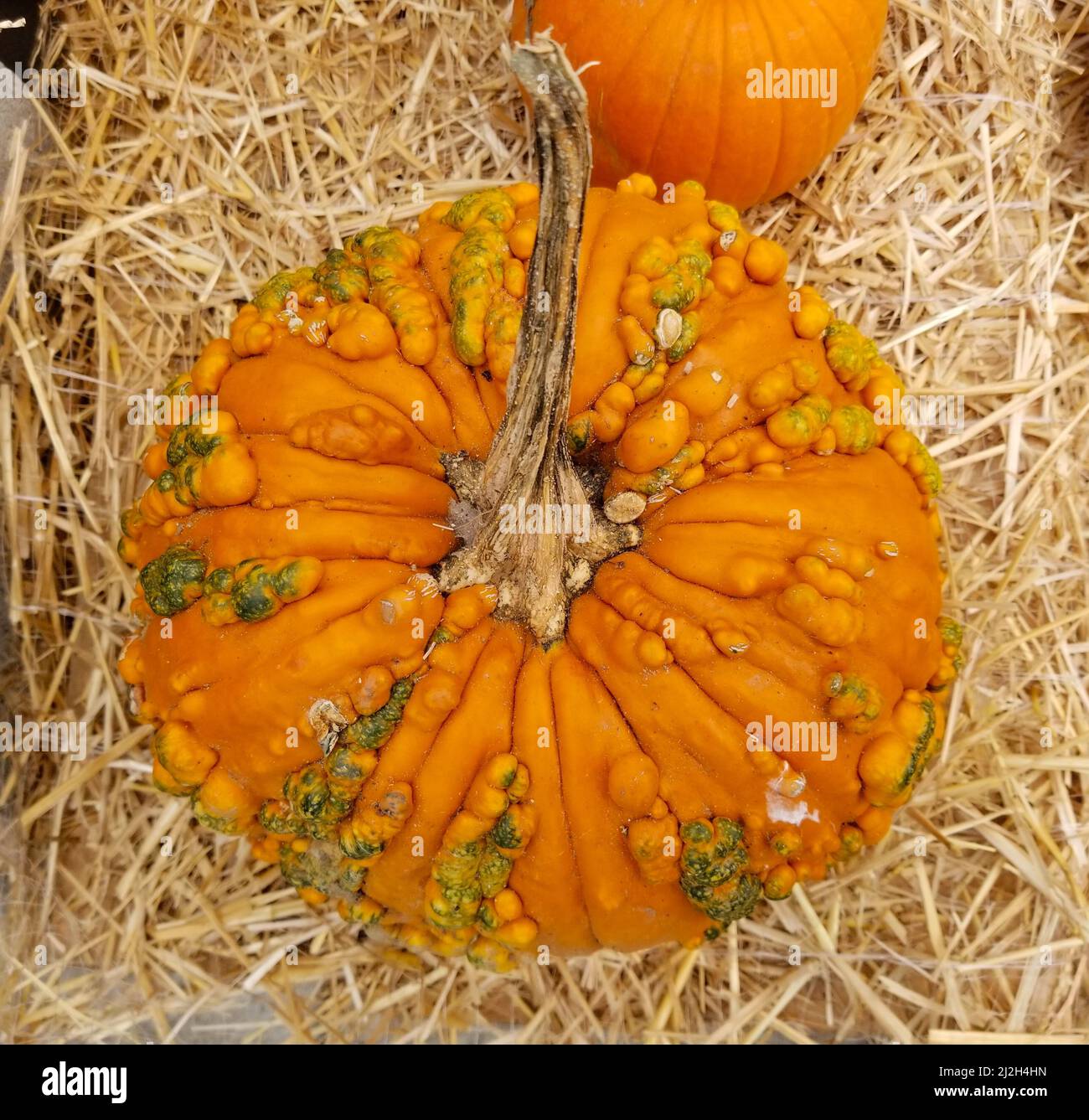 The view of a top of a fresh round pumpkin Stock Photo
