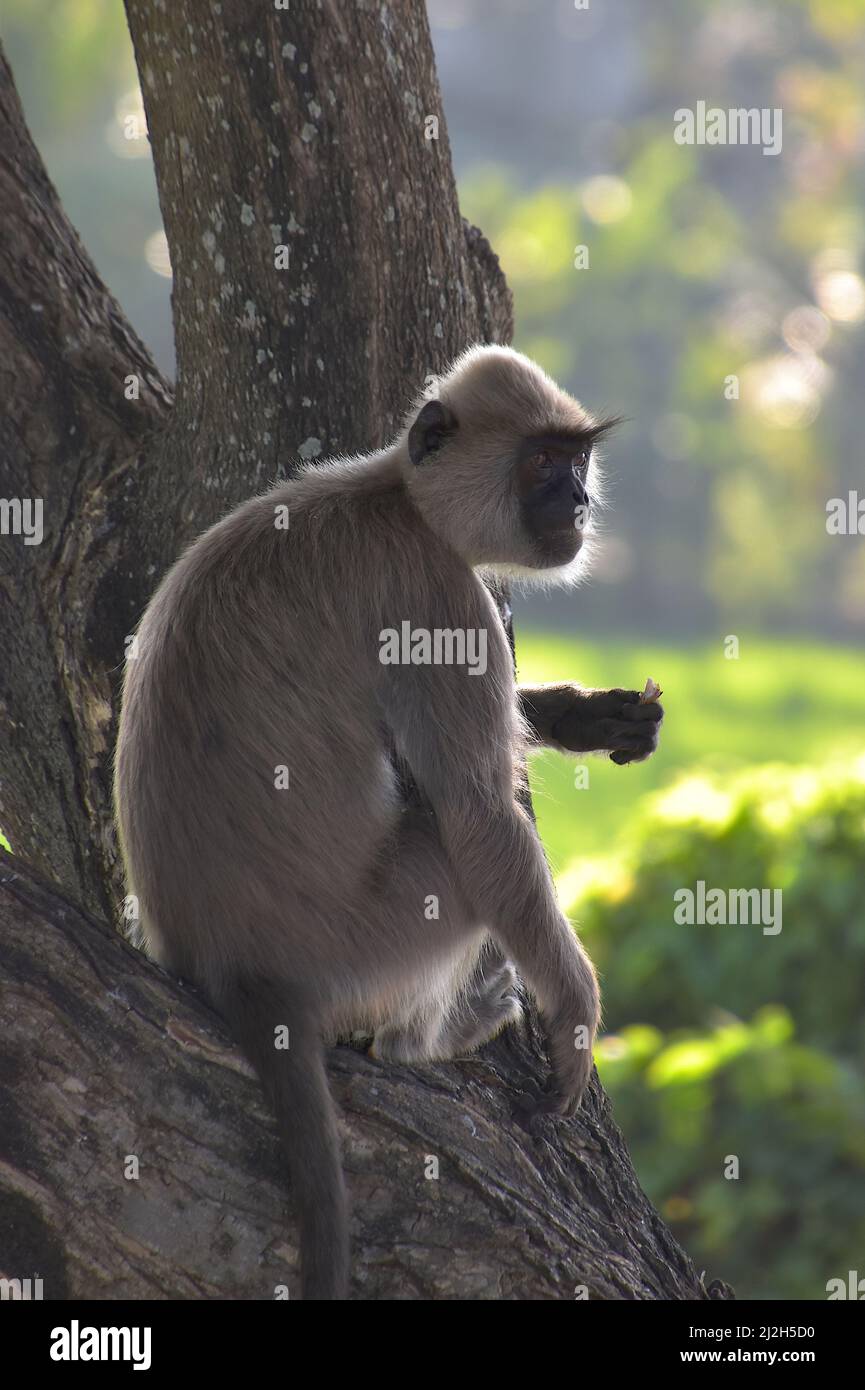 The tufted gray langur (Semnopithecus priam), also known as Madras gray langur and Coromandel sacred langur, is an Old World monkey. A leaf-eating mon Stock Photo