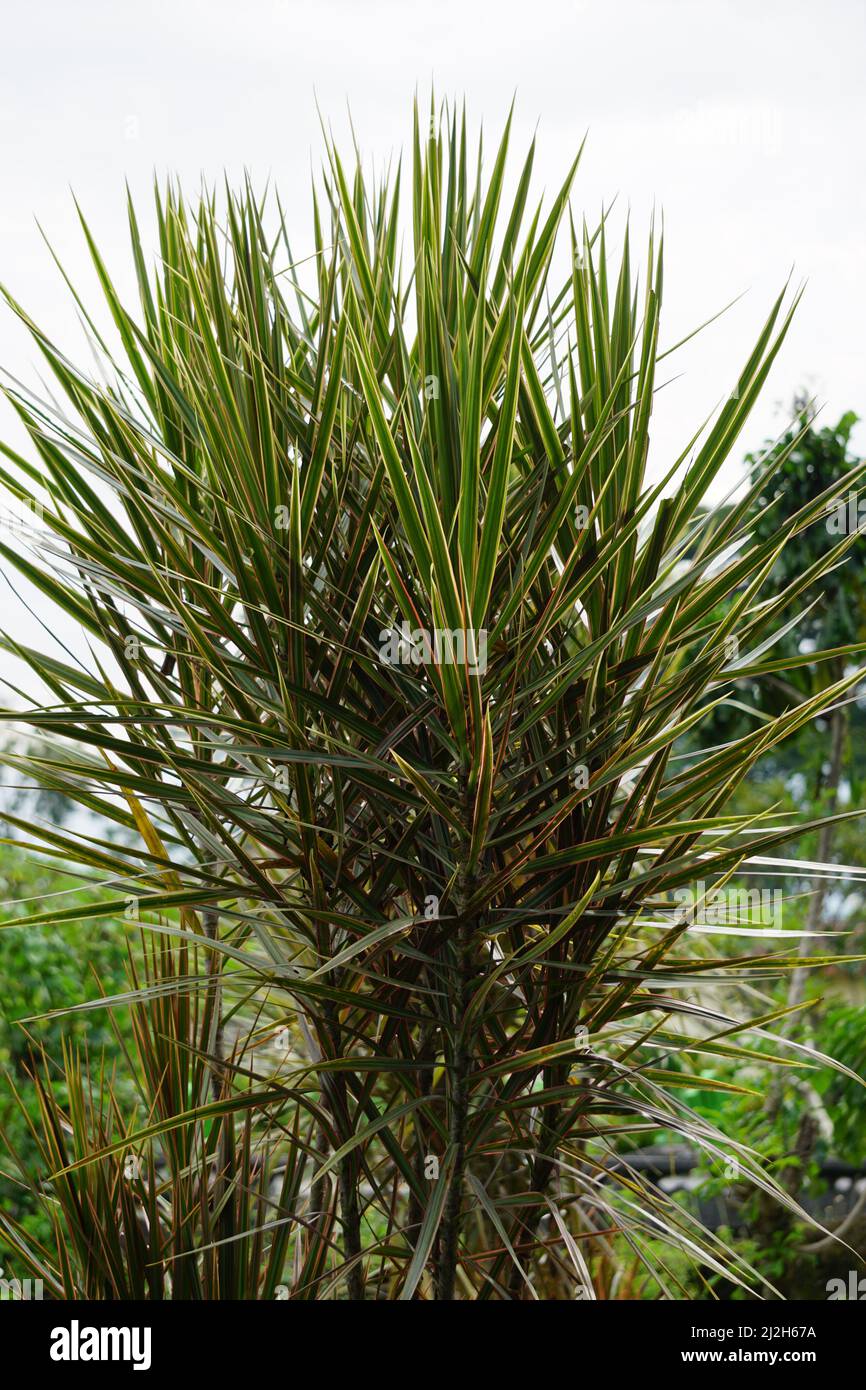 gepunktete efeutute XXL Efeutute Scindapsus 150cm – Green Me Up