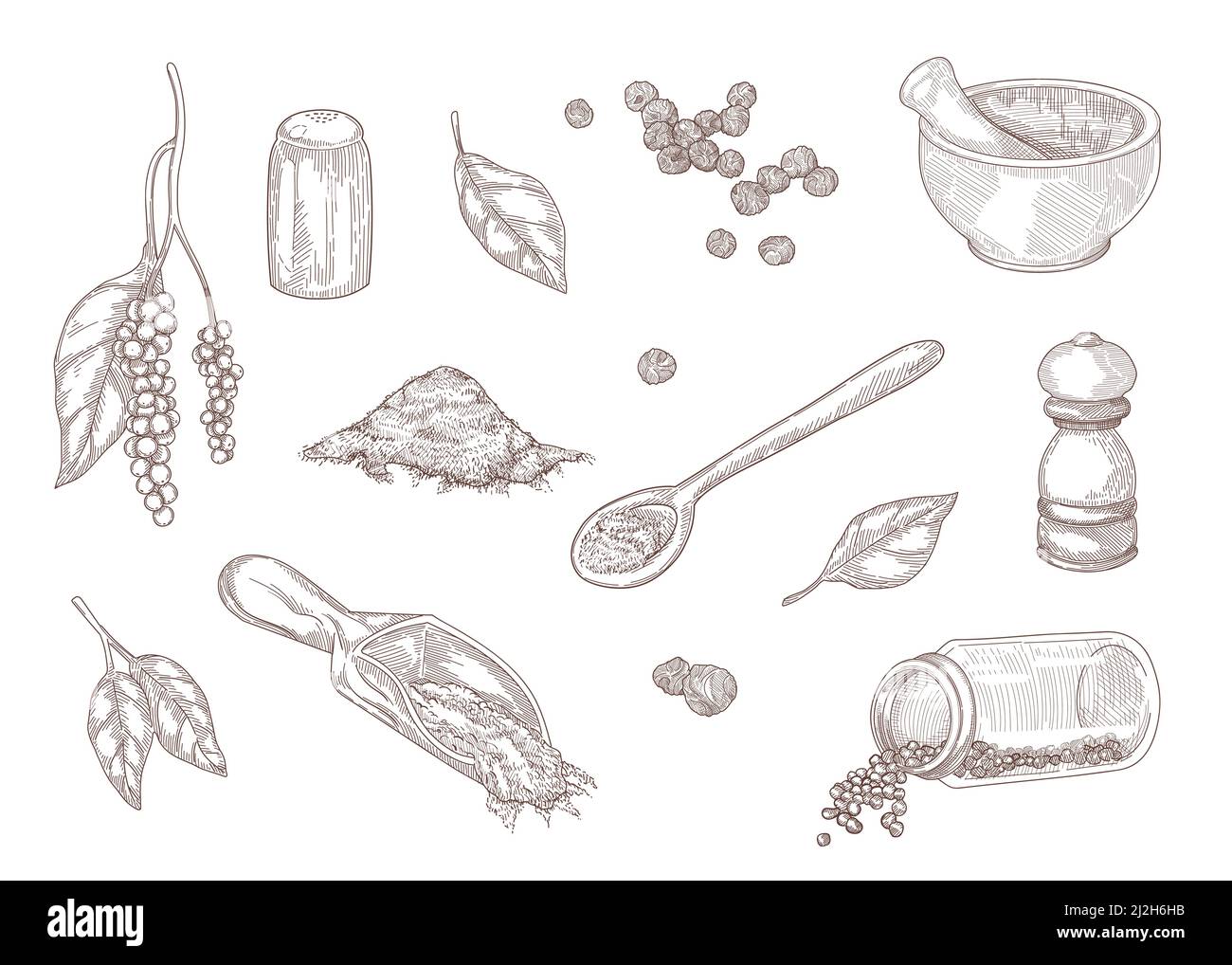 Hand drawn vintage sketch of different kinds of black pepper. Ground