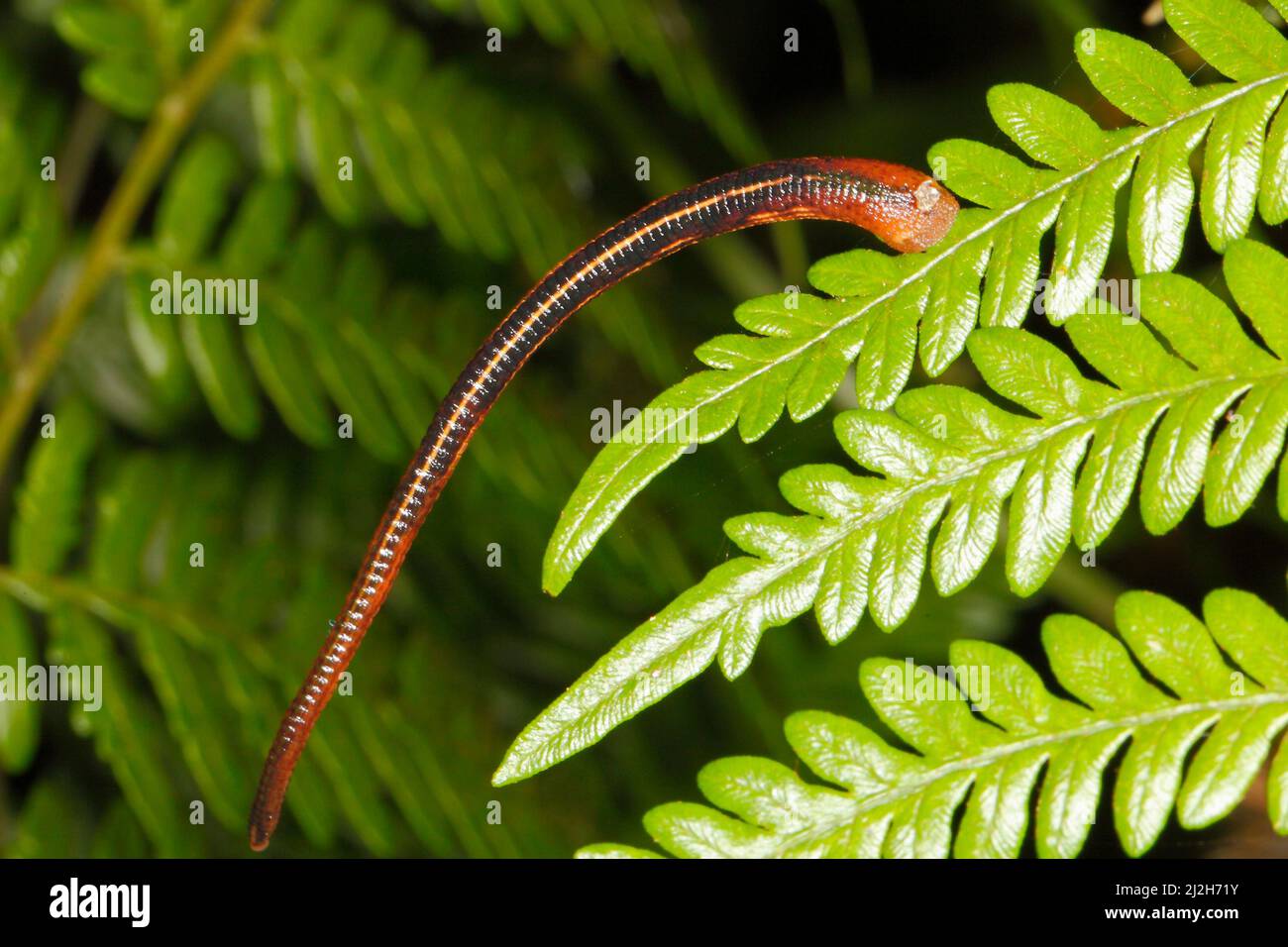 Australian Tiger Leech, Richardsonianus australis. Native to eastern Australia. On a green fern. Coffs Harbour, NSW, Australia Stock Photo