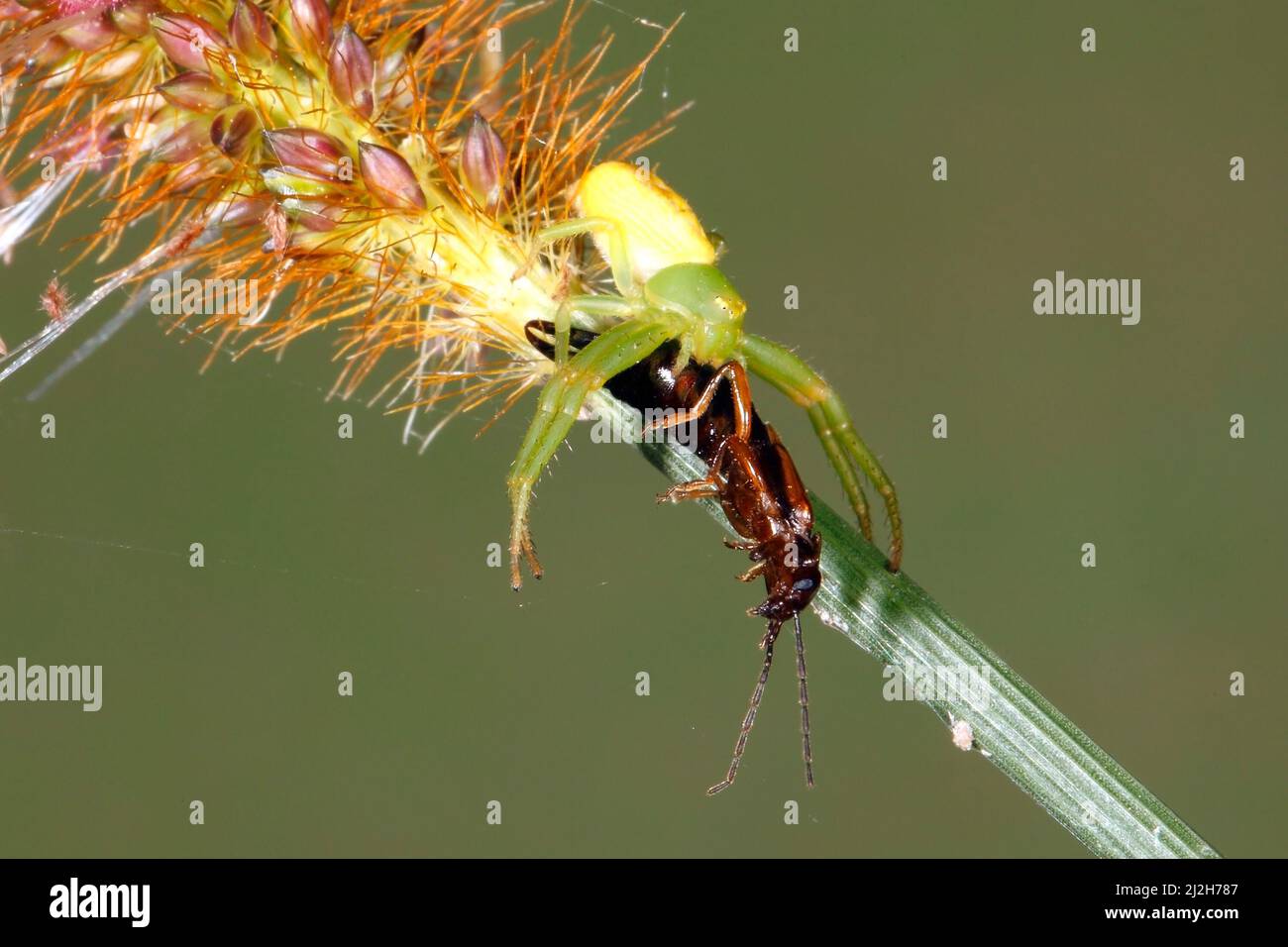 Pink Flower Spider, Tharrhalea evanida, synonym Diaea evanida. Holding prey of Australian Earwig, Elaunon bipartitus. Coffs Harbour, NSW, Australia Stock Photo