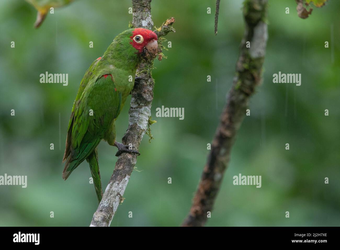 red-masked parakeet (Psittacara erythrogenys), a colorful and beautiful parrot species from the rainforests of South America. Stock Photo
