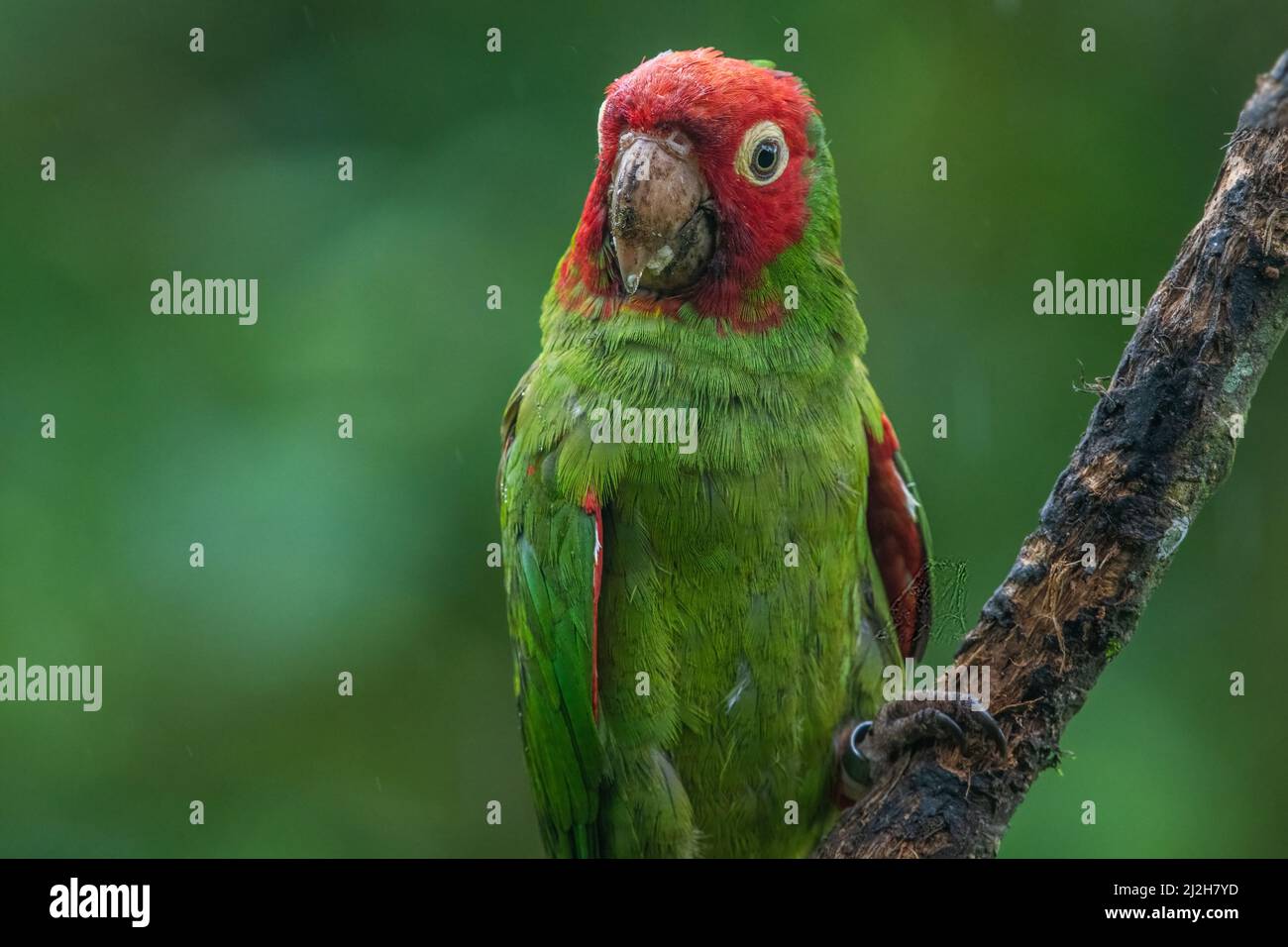 red-masked parakeet (Psittacara erythrogenys), a colorful and beautiful parrot species from the rainforests of South America. Stock Photo