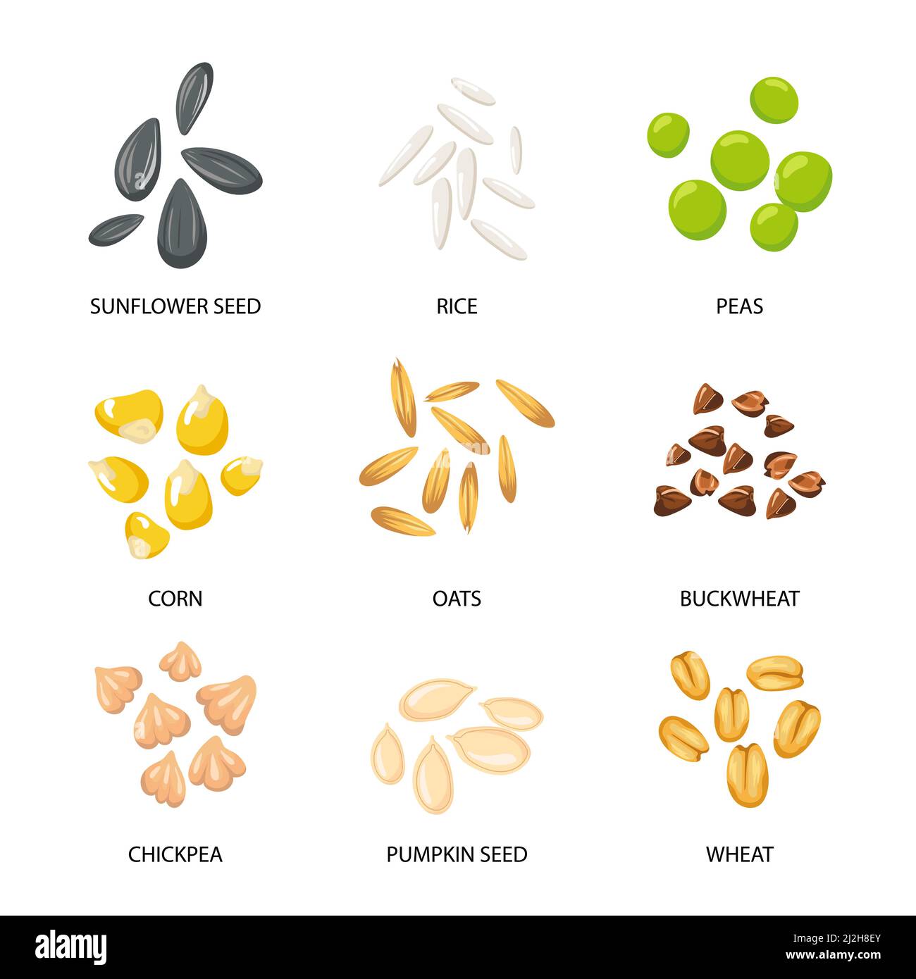 Plant seeds, cereal grains set. Vector illustrations of collection with inscriptions. Planting seedling, pumpkin sunflower buckwheat oat chickpea rice Stock Vector